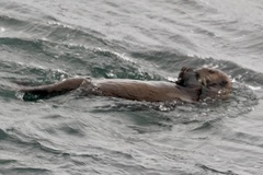 Sea Otter photo 4