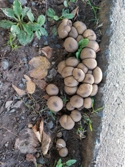 Fungi