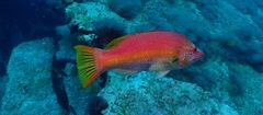 Bodianus scrofa