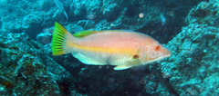 Bodianus scrofa