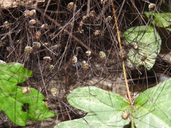 Leiobunum viridorsum