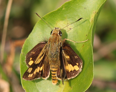 Potanthus pseudomaesa