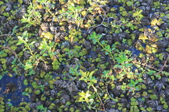 Gymnocoronis spilanthoides