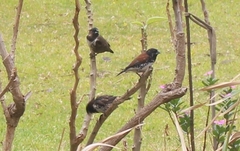 Spermestes bicolor nigriceps