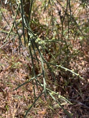 Choretrum glomeratum