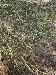 Choretrum glomeratum