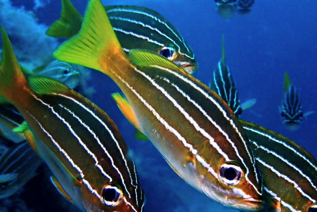 African Striped Grunt