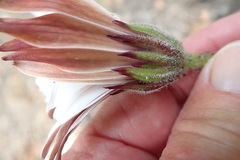 Dimorphotheca nudicaulis graminifolia