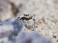 Pseudomogrus dalaensis