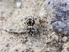 Pseudomogrus dalaensis