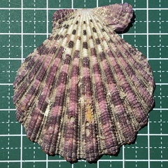 Gloripallium pallium image