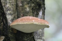 Fomitopsis betulina