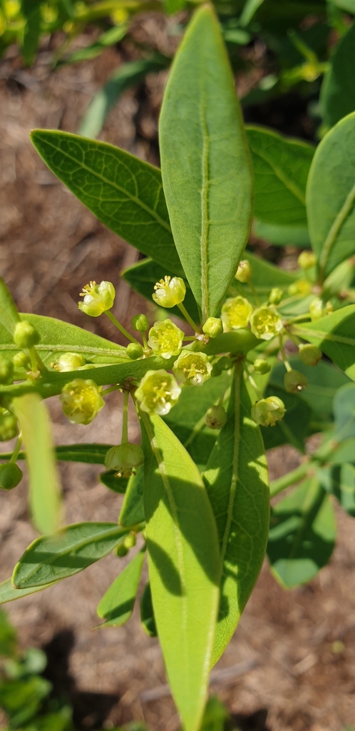 Clutia monticola