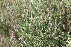 Baccharis spicata