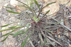 Dimorphotheca nudicaulis graminifolia