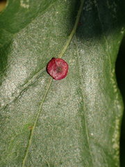 Neuroterus quercusbaccarum