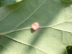 Neuroterus quercusbaccarum