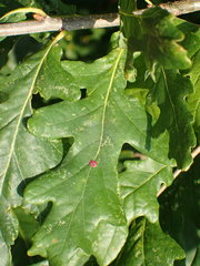 Neuroterus quercusbaccarum