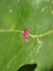 Neuroterus quercusbaccarum