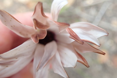 Dimorphotheca nudicaulis graminifolia