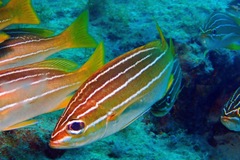 Parapristipoma octolineatum