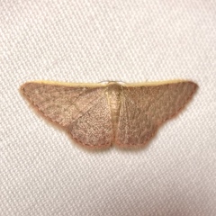 Idaea inversata