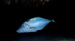 Pseudocaranx dentex