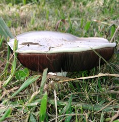 Agaricineae