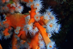 Dendrophyllia ramea