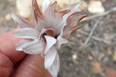 Dimorphotheca nudicaulis graminifolia