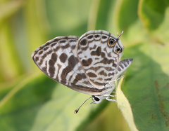 Leptotes plinius plinius