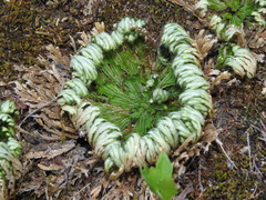 Selaginella pilifera