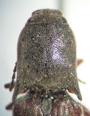 Agriotes ferrugineipennis