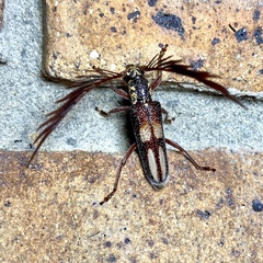 Piesarthrius marginellus