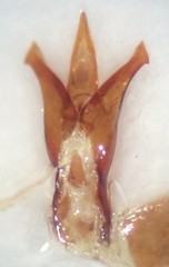 Agriotes ferrugineipennis