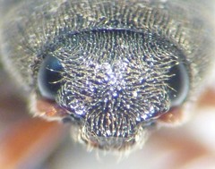 Agriotes ferrugineipennis