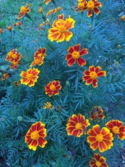 Tagetes