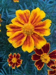 Tagetes