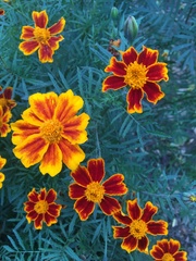 Tagetes