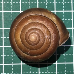 Satsuma