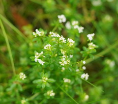 Asperula euryphylla