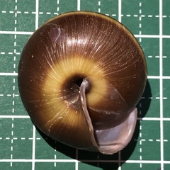 Satsuma