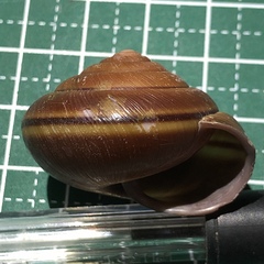 Satsuma