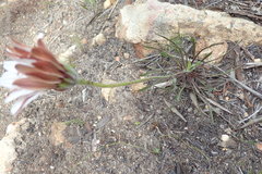 Dimorphotheca nudicaulis graminifolia