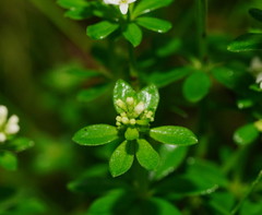 Asperula euryphylla