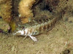 Parapercis australis