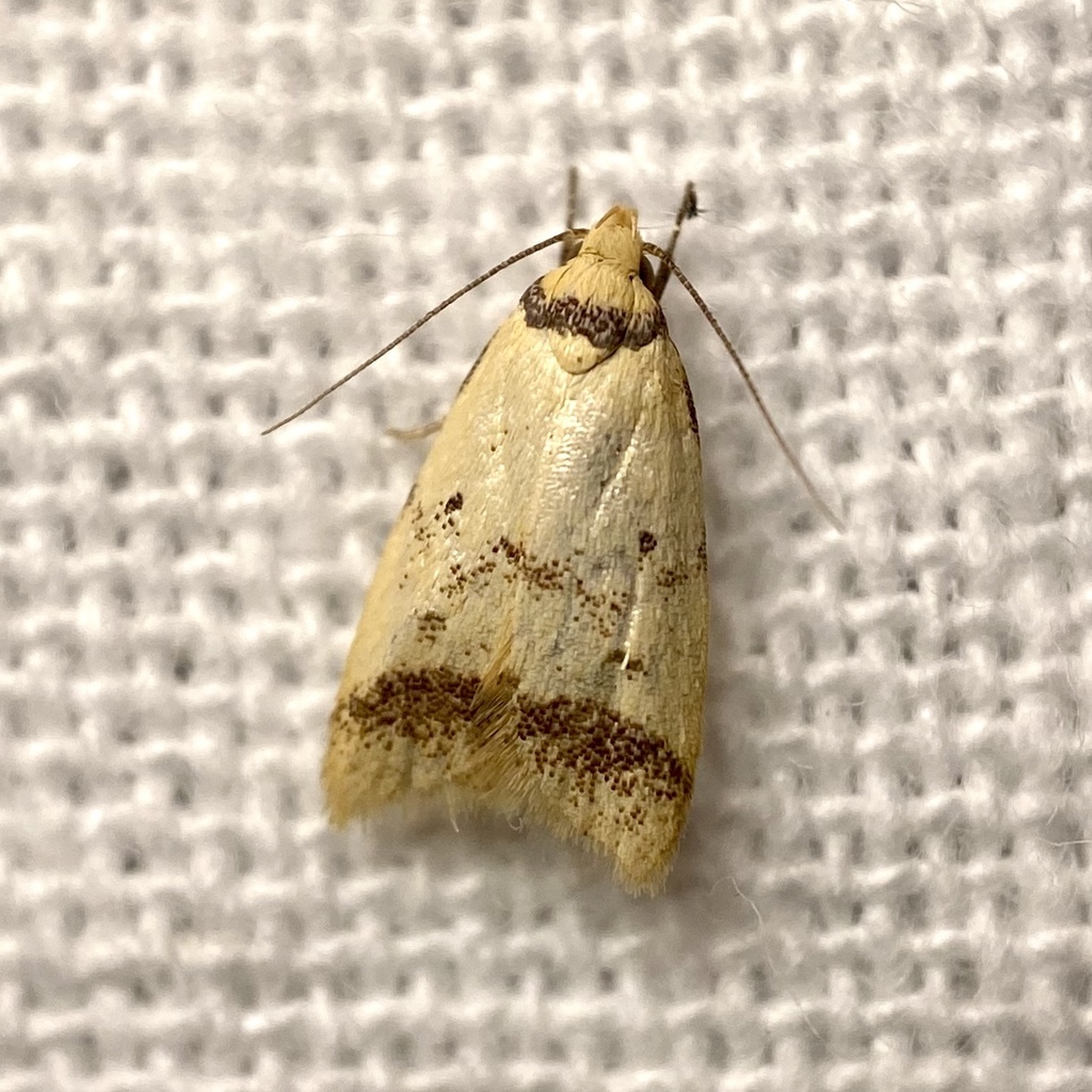 Heteroteucha anthodora