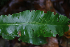 Phytomyza scolopendri