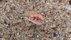 Notocypraea comptonii