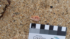 Notocypraea comptonii